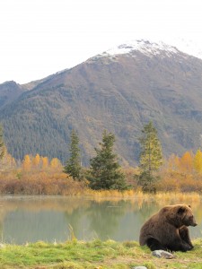 alaska bear